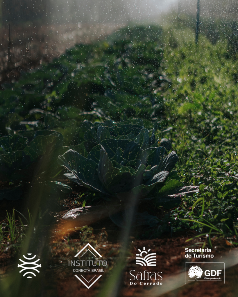 Projeto: Safras do Cerrado – Instituto Conecta Brasil